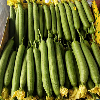 丝瓜新鲜绿瓜山东寿光蔬菜鲜嫩绿皮丝瓜农家自种青瓜批发丝瓜3斤