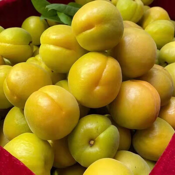 2022现摘大黄杏新鲜农家酸杏鲜黄杏酸甜水果孕妇水果杏子5斤实惠装