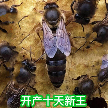 蜂王床垫图片