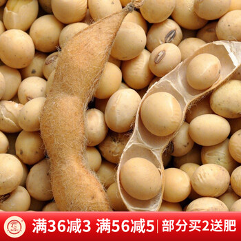 大禹超高产黄豆种子中黄37早熟大粒夏播种植晚熟八月豆100天中黄37