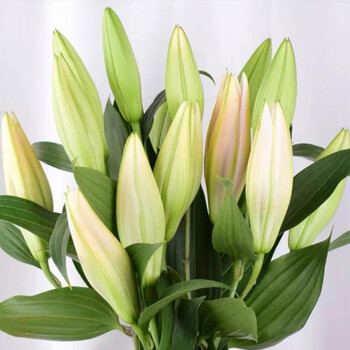 香水百合花鲜花花卉云南昆明基地直发家用花水养花随机大头10朵