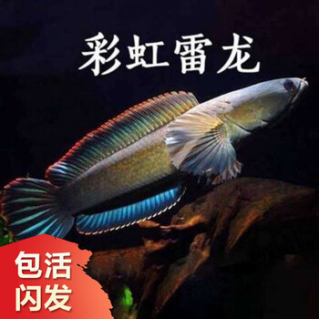 彩虹雷龙鱼幼苗观赏鱼淡水鱼稀有大型凶猛肉食宠物鱼好养活冷水鱼合同定制款精选雷龙25cm左右1条 图片价格品牌报价 京东