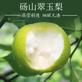 新鲜水果砀山翠玉梨当季新鲜现摘酥脆多汁3斤大果