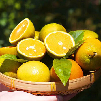 鹿唛夏橙9斤当季酸甜丑橙子新鲜孕妇水果榨汁整箱手剥脐橙3斤尝鲜装夏