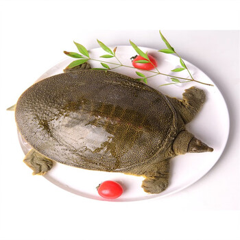 8-5斤 4斤青黄色【公甲鱼】