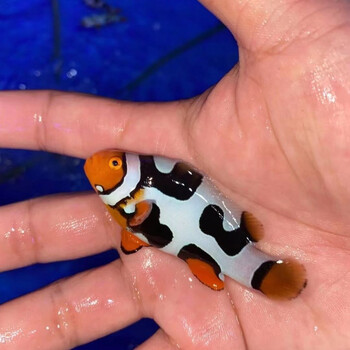小丑鱼宠物 公子小丑活体人工野生公子珊瑚双带黑背心 双面对称毕加索
