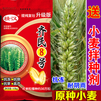 峰川9号小麦品种简介图片
