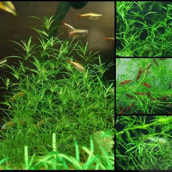 印度小竹节100~110支左右