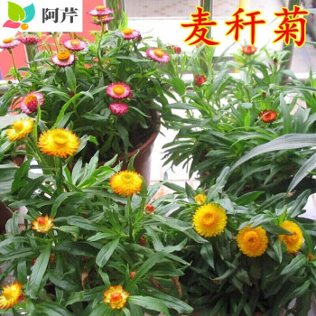 麥稈菊種子菊花種子春季種蠟菊景觀花卉園藝庭院盆栽觀花種子阿芹麥稈