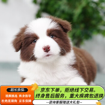 纯种边牧幼犬狗狗活体宠物狗幼崽边境牧羊犬中型犬七白三通金边陨石边牧宠物级s级 图片价格品牌报价 京东