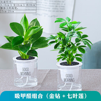 花卉植物室内花办公桌面净化空气水培小绿植好养易活驱蚊盆栽 吸甲醛小能手 金钻 七叶莲带盆栽好 图片价格品牌报价 京东