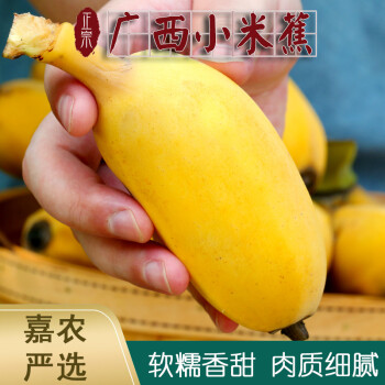 【现摘现发】广西小米蕉 当季自然熟  新鲜苹果香蕉芭蕉 5斤 5斤【店长推荐】