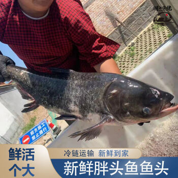 淡水魚花鰱魚頭生態胖頭魚頭新鮮大頭鰱魚現殺剁椒魚頭