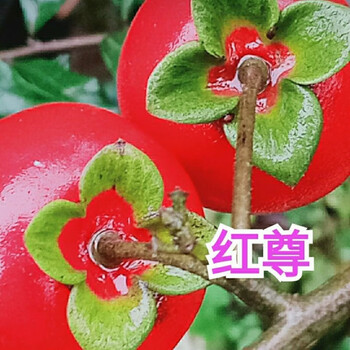 红尊【图片 价格 品牌 报价】-京东