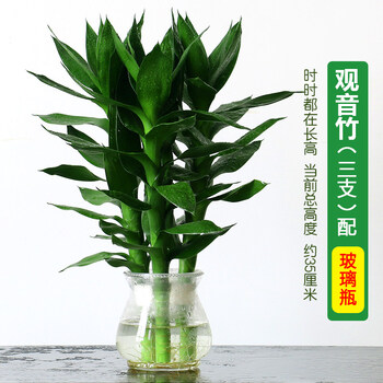 粗大带根观音竹水培植物室内办公室桌面水养盆栽绿植观音竹水培 35厘米 3支含盆 图片价格品牌报价 京东