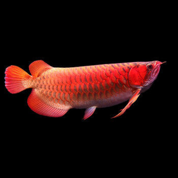 纯血辣椒红龙鱼大型热带鱼观赏鱼 印尼辣椒红龙24