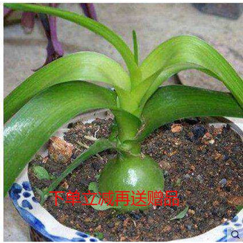 刘不丁农资虎眼万年青室内花卉盆栽室内植物庭院绿植花卉盆栽4 5厘米球茎不含盆 图片价格品牌报价 京东