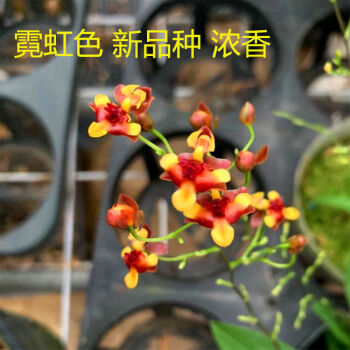 轻奢芊阙春节年底带花苞浓香文心兰迷你盆栽过年喜庆花卉年花室内花卉绿植 不带花 霓虹色小杯 浓香新品种 图片价格品牌报价 京东