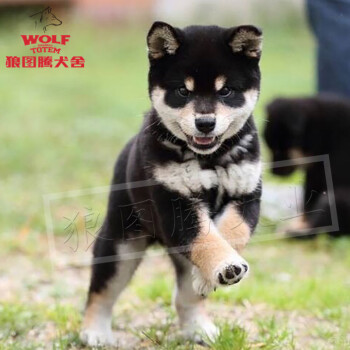 终身保犬瘟细小视频选狗 狼图腾柴犬幼犬黑柴纯种日本豆柴犬宠物狗狗活体双血统小型犬幼犬狗双血统c级黑色 图片价格品牌报价 京东