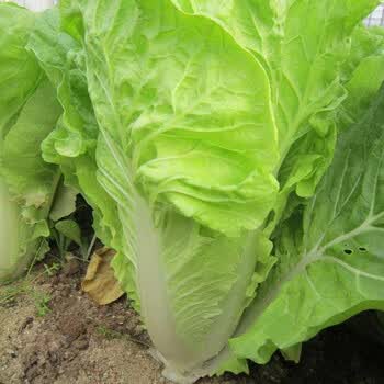 寿禾 小白菜种子四季青梗蔬菜秋夏季播种疏蔬莱种子耐热四季速生快菜