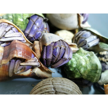 荣郁 淡水陆生寄居蟹活体草莓灰白短腕深紫凹足lila lila淡紫寄居蟹 1