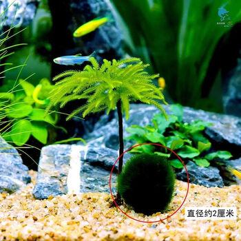 万年藓水草活体耐活耐低温苔藓鱼缸水族箱生态瓶雨淋缸造景水草万年藓4颗 绿藻球小号1个 图片价格品牌报价 京东