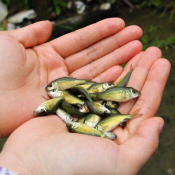 榮鬱裸鯉魚苗淡水好養耐活裸斑無鱗無甲鯉魚苗稻田養殖食用鯉魚苗包活