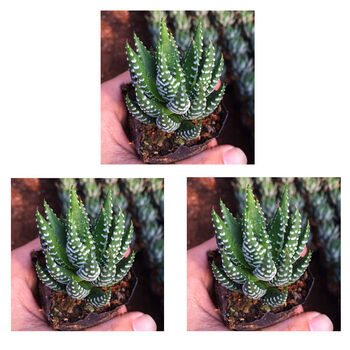 金海鹰爪硬叶十二卷多肉植物盆栽室内防辐射桌面绿植花卉吸花鹰爪3盆