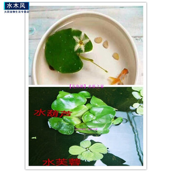 水葫芦水生植物培养绿植水草污水净化水质活体水芙蓉懒人鱼缸造景水葫芦 水芙蓉 一叶莲组合 图片价格品牌报价 京东