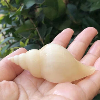 天然海螺贝壳仙女螺白色标本螺寄居蟹替换壳鱼缸水族装饰造景小摆件