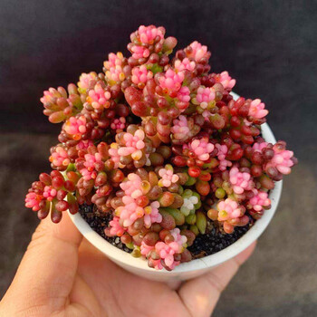 花魁多肉植物 红色浆果锦 爆盆装新款肉肉花卉小盆栽桌面提示 漂亮 发货偶有掉叶带盆栽好 图片价格品牌报价 京东 花魁多肉植物 红色浆果锦 爆盆装新款肉肉花卉小盆栽桌面提示 漂亮 发货偶有掉叶带盆栽好 图片价格品牌报价 京东