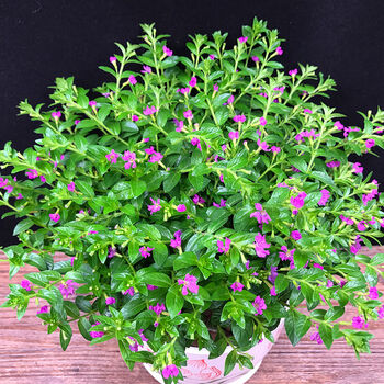 盆栽植物室内吸甲醛净化空气长藤吊兰花卉小盆栽绿植满天星一整盆含盆