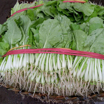 寿禾 小白菜种子黄秧黄牙白青梗蔬菜种籽 黄秧白小白菜种子 500克简装