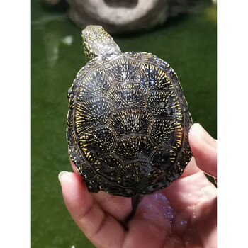 欧泽龟欧洲泽龟冷水外塘耐寒观赏龟 4.5至6.5厘米欧泽