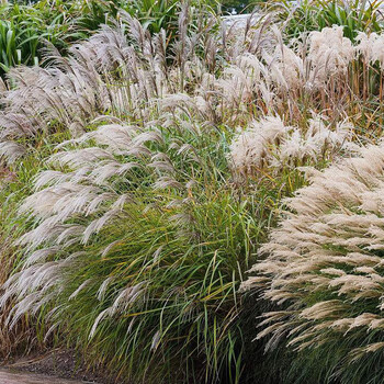 四季易种活的室内阳台绿植盆栽庭院花卉种子细叶芒草种子花籽 芒草1斤