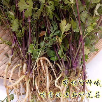 云南德宏新鲜芫荽小芫荽小香菜老品种芫荽香菜调料带根可种500克1斤