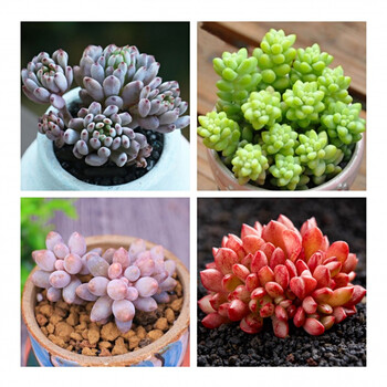 多肉多肉植物多肉盆栽批发吉娃娃红宝石桃蛋室内盆栽蓝豆 玉缀 手指 红宝石 彩石 图片价格品牌报价 京东 多肉多肉植物多肉盆栽批发吉娃娃红宝石桃蛋室内盆栽蓝豆 玉缀 手指 红宝石 彩石 图片价格品牌报价 京东