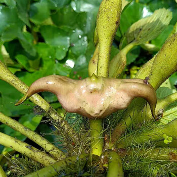 4斤棱角陵角莲角大菱角粉糯新鲜菱角生菱角时令水果礼盒送礼品礼物