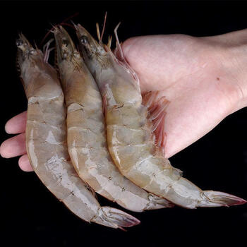 新鲜青岛大虾鲜活超大基围虾青虾特大号大虾海鲜冷冻海虾大虾一箱 斓