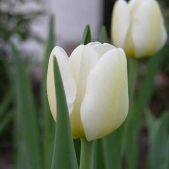 哆啦园艺盆栽球根荷兰郁金香种球室内桌面盆栽绿植土培风信子花卉白莲花 图片价格品牌报价 京东