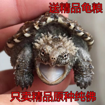 爆刺,纯种佛鳄活体宠物可孵化乌龟佛罗里达鳄龟,6