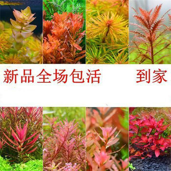 鱼缸懒人水草植物活体淡水有茎草缸造景水族箱中后景水草套餐随机8杯水草套餐 图片价格品牌报价 京东