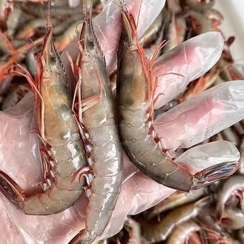 新鲜海虾滑皮虾蛎虾鲜活上岸冻虾条虾鹰爪虾海鲜冷冻 精品特大号2斤装