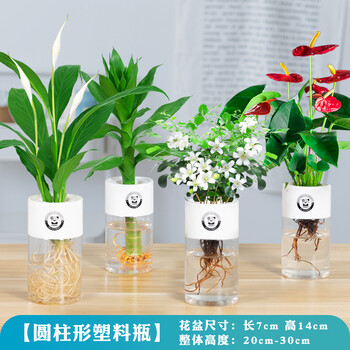 水培植物室内盆栽花卉办公室内水养桌面小绿植净化空气白掌 红掌 观音竹 九里香 高透ppc水培瓶含盆 图片价格品牌报价 京东