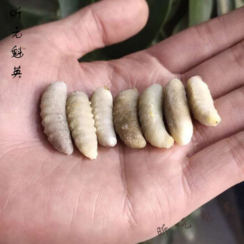 蜂蛹马蜂蛹活体 500g黄蜂蛹虎头蜂蛹泡酒材料马蜂雄幼虫 三级蜂蛹