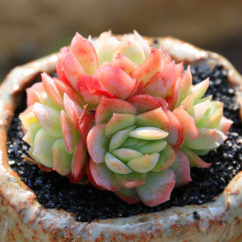 柠檬贝瑞群生 多肉植物创意花卉防多肉春节 5-7cm 柠檬贝瑞3头群生