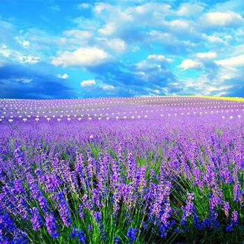四季种易活庭院阳台盆栽室内花籽蚊虫香草种孑 英国玫瑰薰衣草1000粒