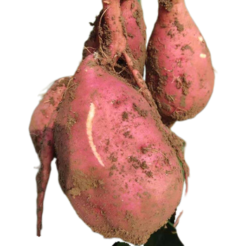 新鲜白心红薯白瓤地瓜干粉香糯白薯商薯番薯板栗薯 特大薯(个头较大)