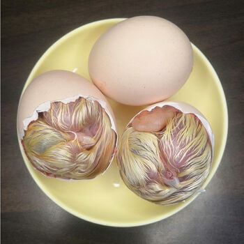 新鲜毛蛋农家生毛鸡蛋鸡胚蛋旺鸡蛋营养鸡喜蛋酷语半毛半蛋非即食60枚