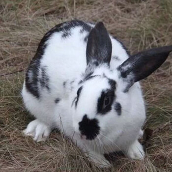 vieruodis 兔子活体大型肉兔家兔小兔子比利时巨兔花巨兔苗 黑花肉兔 